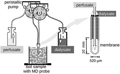 The Cumulative Amount of Exuded Citrate Controls Its Efficiency to Mobilize Soil Phosphorus